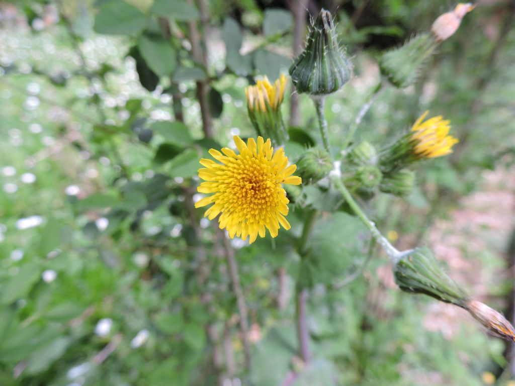 Sonchus oleraceus (Asteraceae)